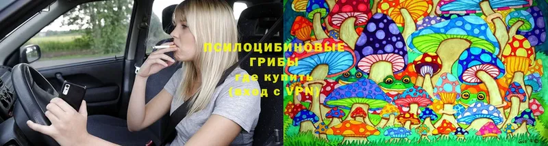 Галлюциногенные грибы Psilocybe  закладка  Ковров 